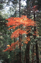 紅霧