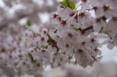 近所の公園の桜