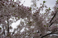 近所の公園の桜