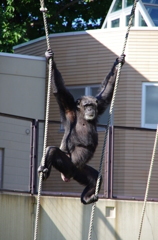 円山動物園