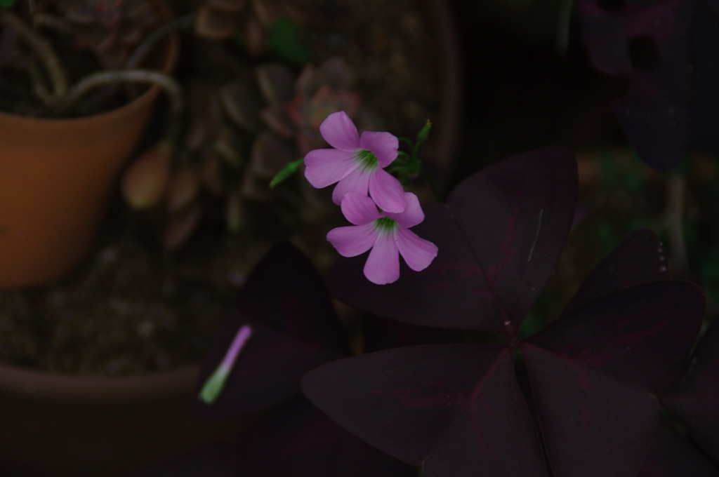 紫の三つ葉