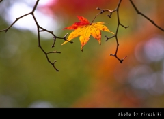 紅葉2012 -part6-