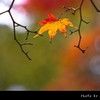 紅葉2012 -part6-