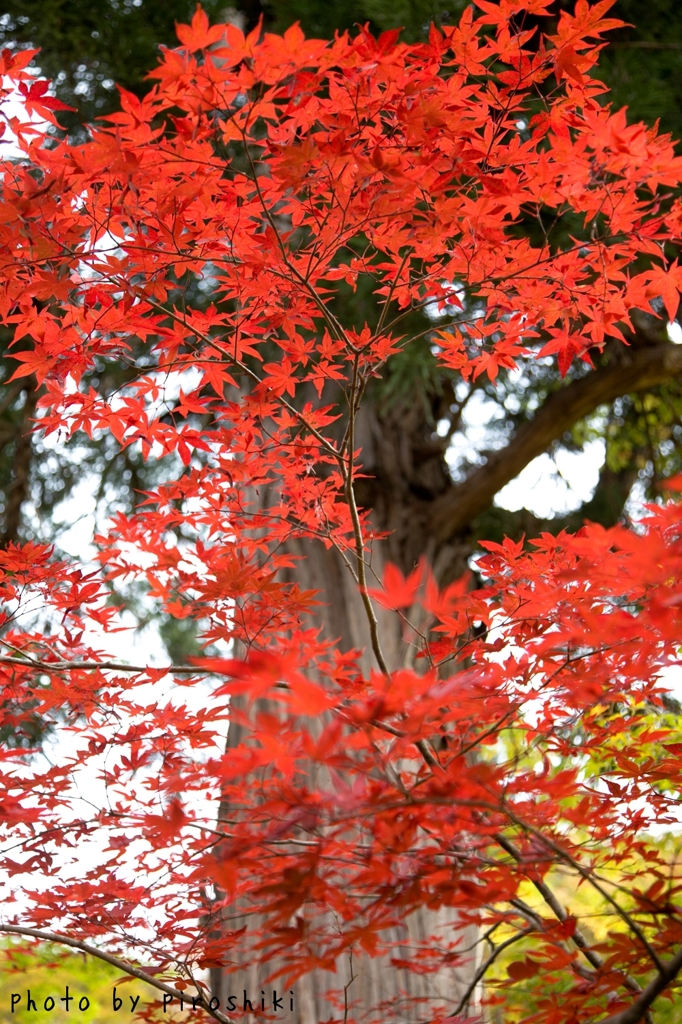 紅葉2012 -part5-