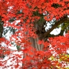 紅葉2012 -part5-