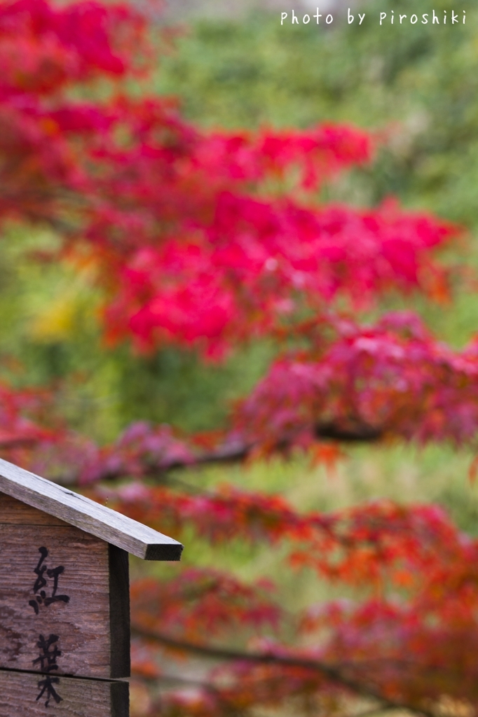 紅葉2012 -part7-