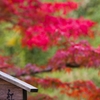 紅葉2012 -part7-