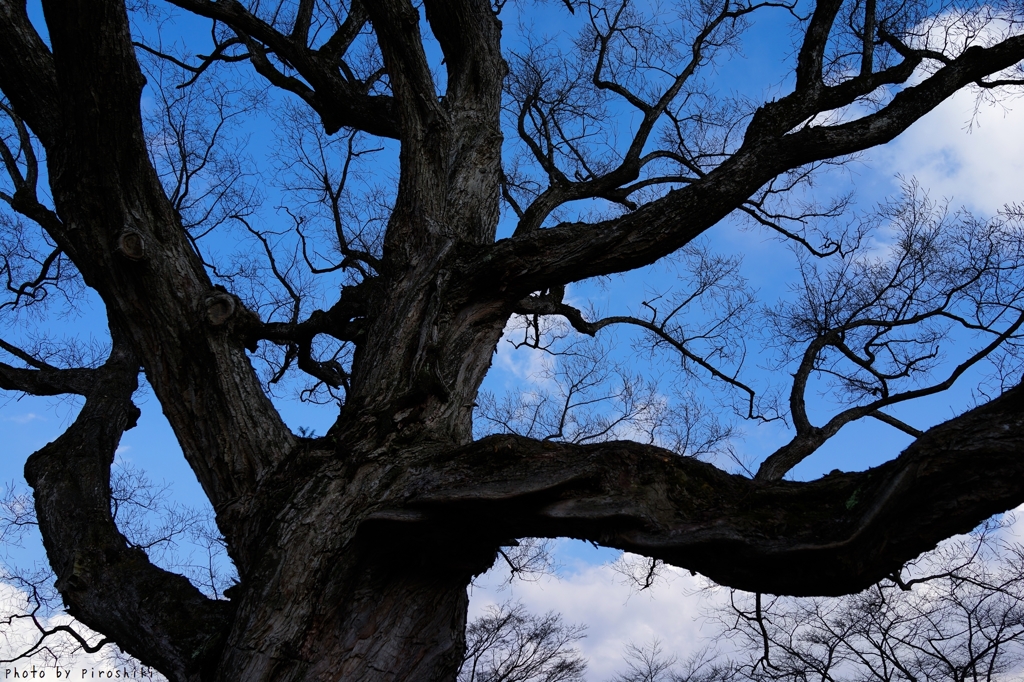 桂城公園　大シロヤナギ