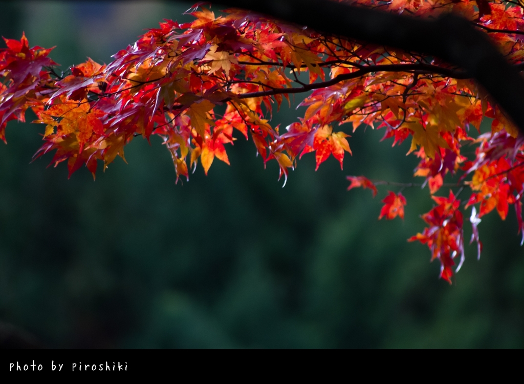 紅葉2012 -part11-