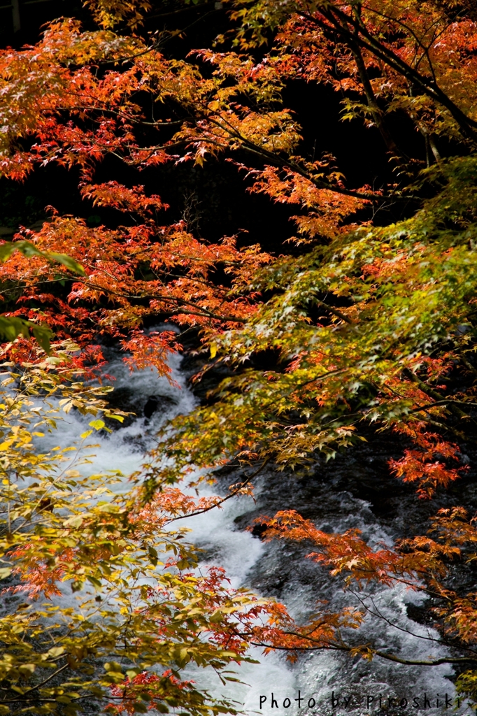 紅葉2012 -part3-