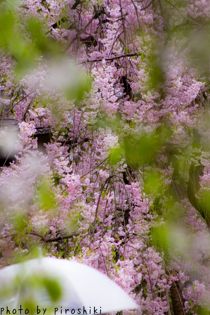 sakura2012-part3-