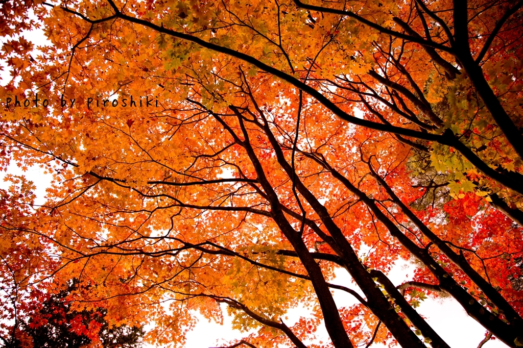 紅葉2012 -part1-