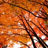 紅葉2012 -part1-