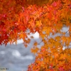 紅葉2012 -part4-