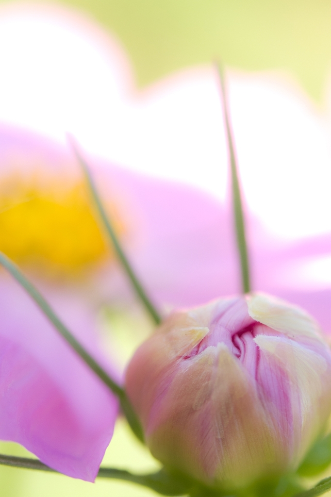 秋桜2012 -part2-