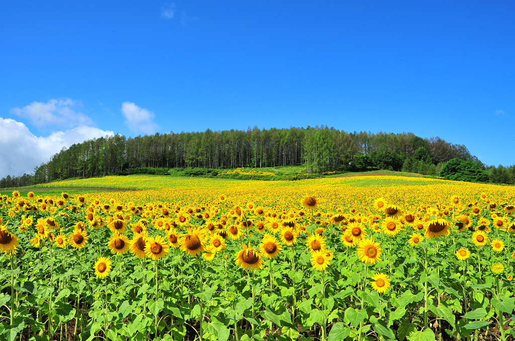 夏の記憶