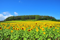 夏の記憶