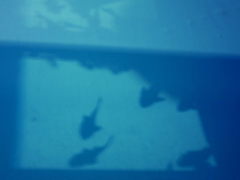 プレコ*