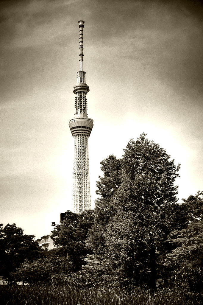 空の樹と古い町 4