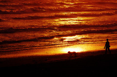 Sunset Retriever