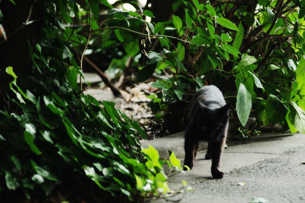 目黒のクロ猫