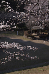 二人の春