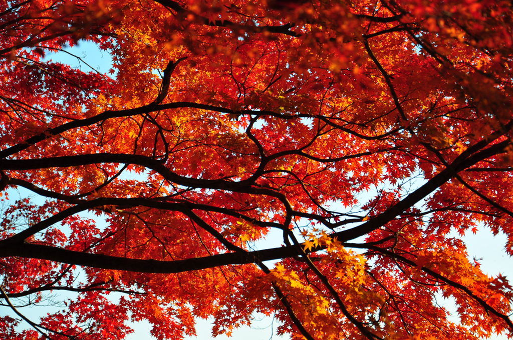 紅葉