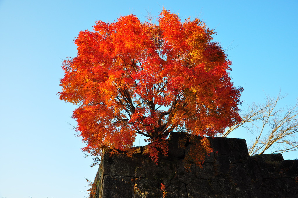 紅葉と石垣