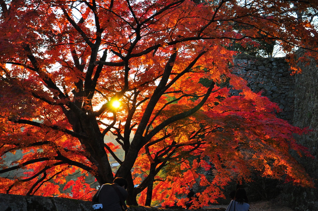 紅葉と太陽