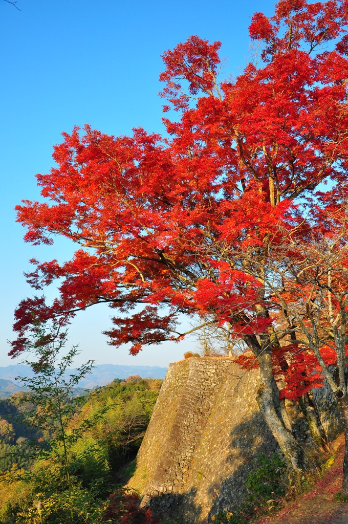 紅葉と石垣