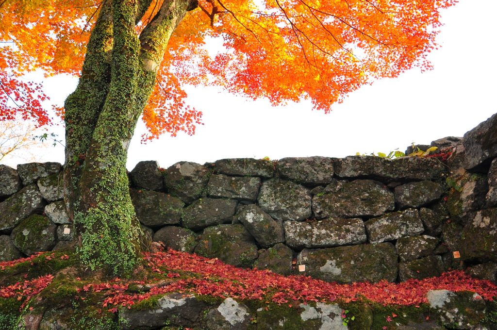 紅葉と石垣