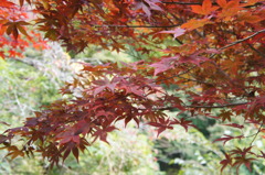 紅葉