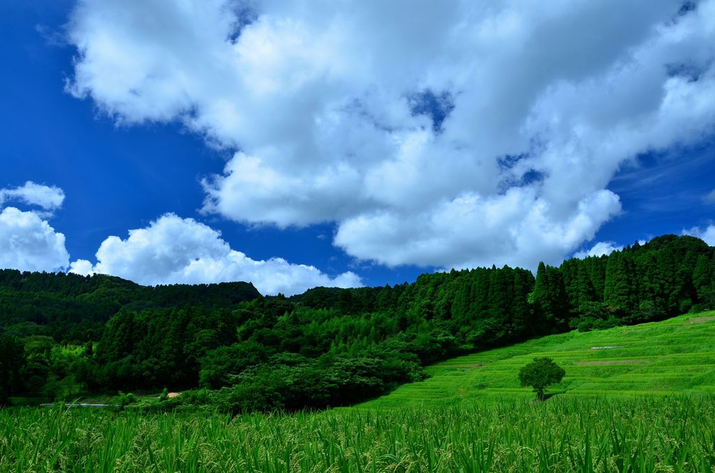 棚田