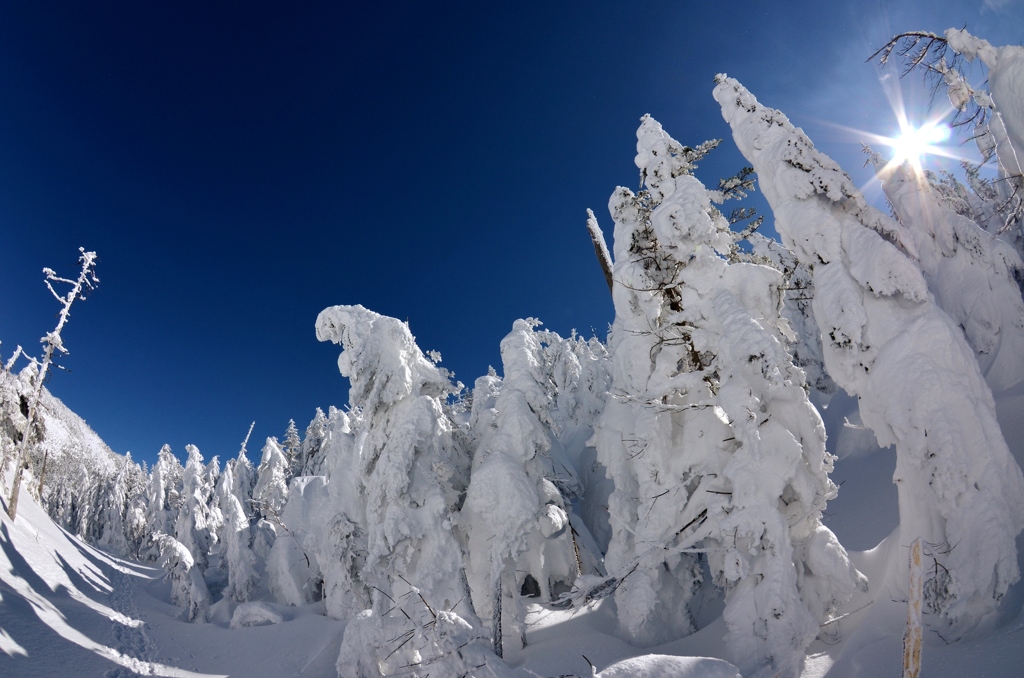 快晴の雪散歩
