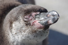 ぺんぎん