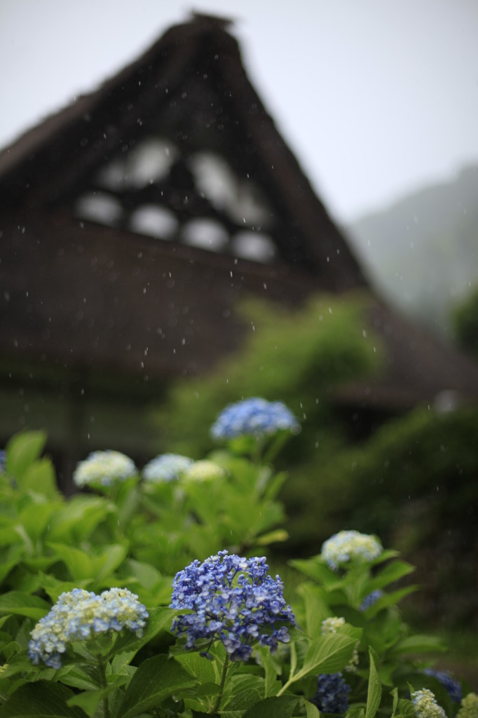 雨の白川郷