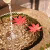 揺れる紅葉