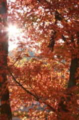 逆光の紅葉。