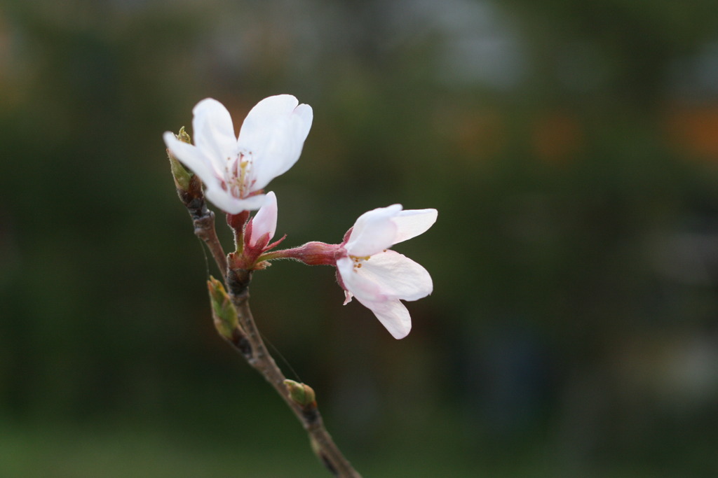 sakura