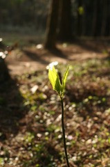 芽吹き