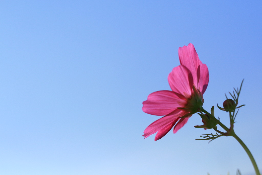 秋桜