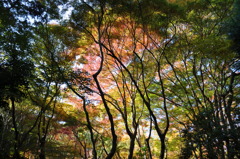 祇王寺①