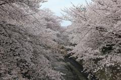 桜in高戸橋
