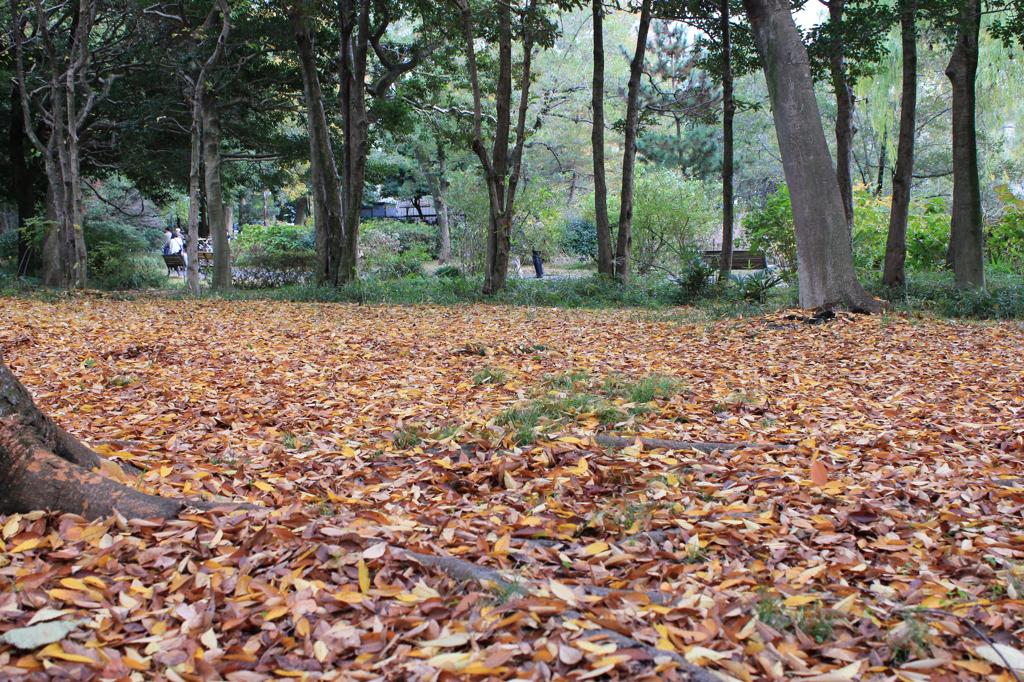 落葉in石神井公園