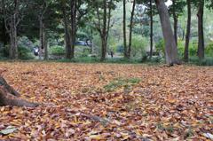 落葉in石神井公園