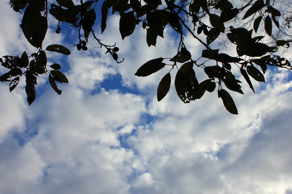 秋の空