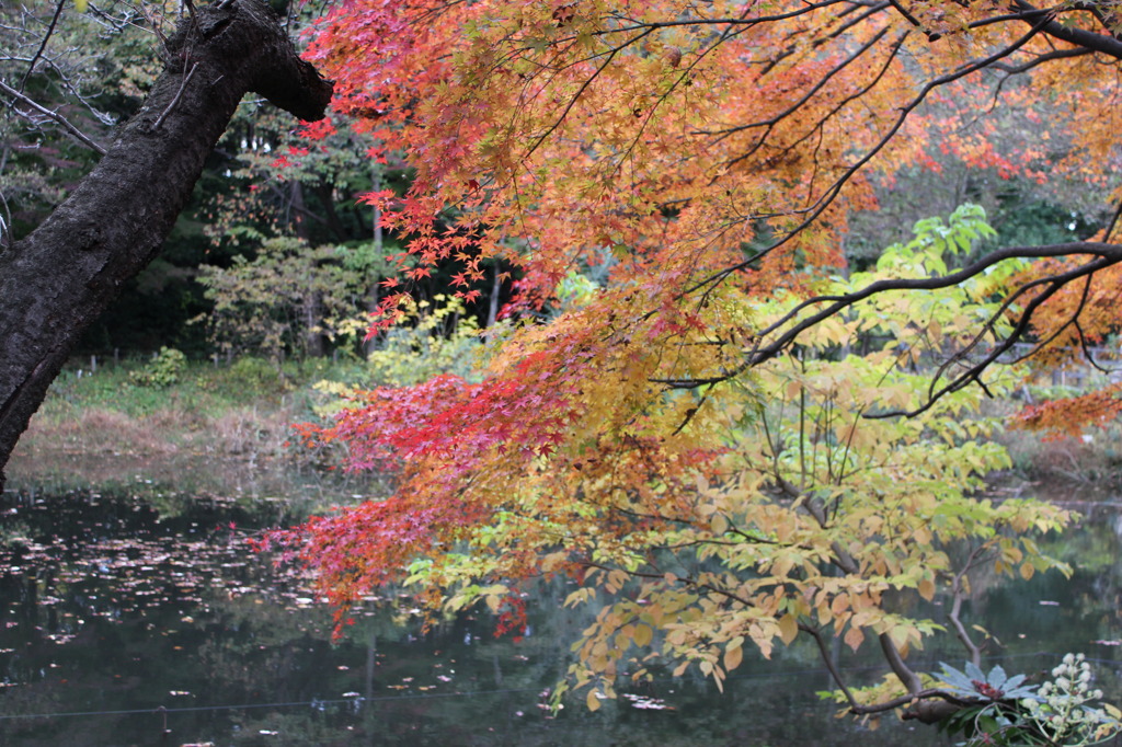 石神井公園・秋