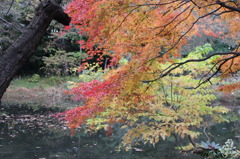 石神井公園・秋