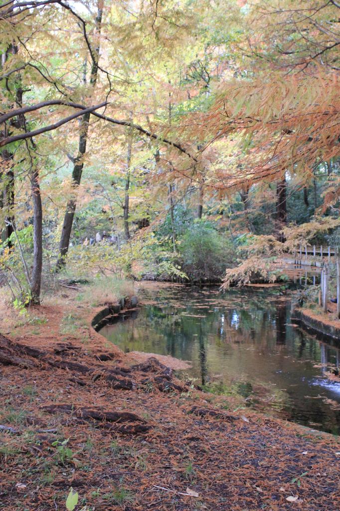 石神井川源流。。