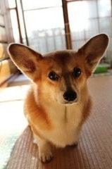 またまたモモで～す♪♪